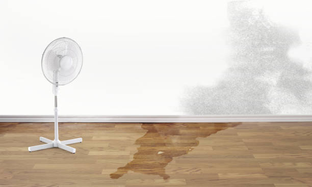 Best Water damage restoration experts  in Connersville, IN